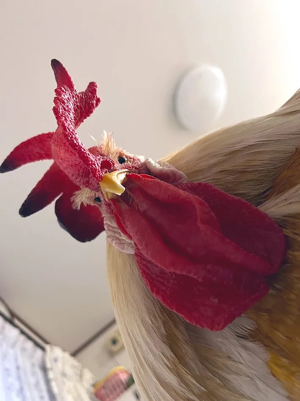 ニワトリの写真