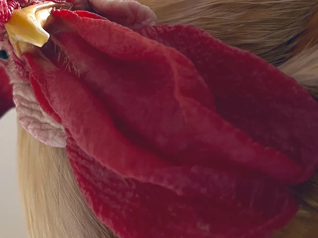 「目覚めたか、人間よ」 昼寝中の飼い主を見下ろしていたのは…　「圧がすごい」