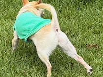 散歩中、足をピンと張ったチワワ　その姿はまるで…？