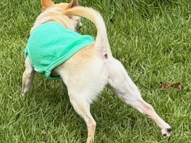 散歩中、足をピンと張ったチワワ　その姿はまるで…？