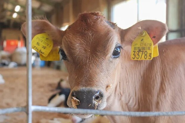 牧場で飼育される動物の写真（提供：成田ゆめ牧場）