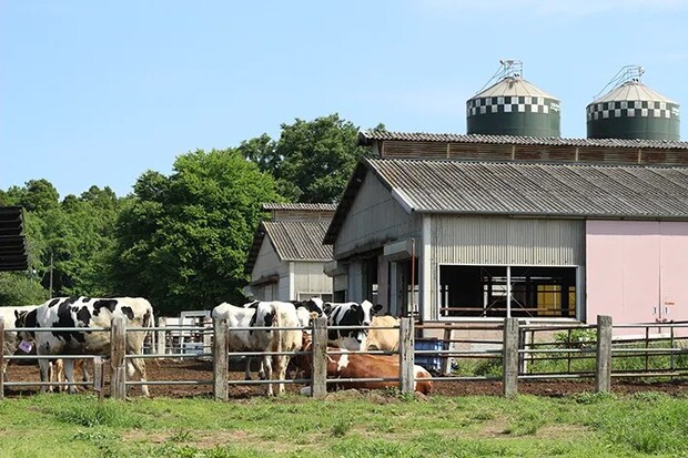 牛の写真（提供：成田ゆめ牧場）