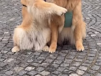 【ゴールデンレトリバー】飼い主が「ハグして！」と声をかけると？　まさかの反応に「うらやましい…」
