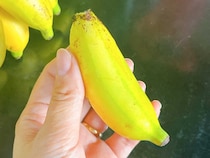 マレーシアの『バナナ』が手のひらサイズで可愛い　地元の人の食べ方は？