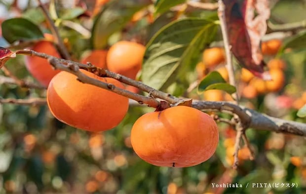 柿の写真