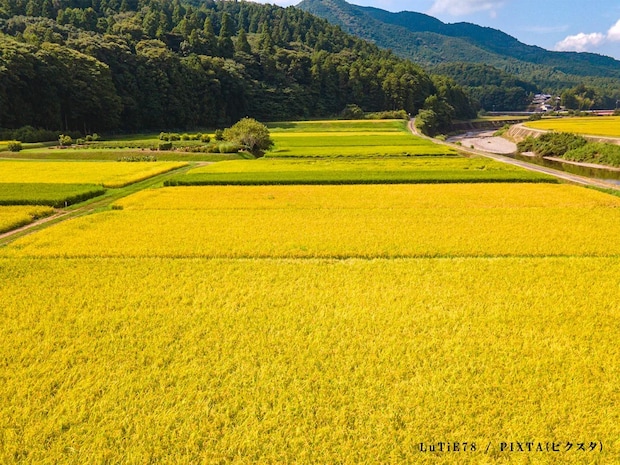 『イモ、栗、豆』どれが正解？　おいしい秋の味覚を詠んだ、俳句クイズ