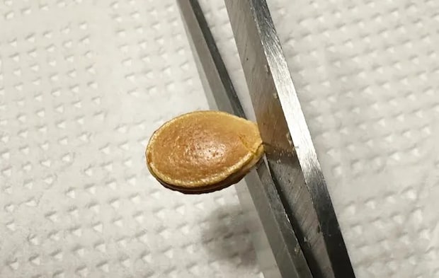 『カボチャの種スナック』を作る写真（撮影：エニママ）