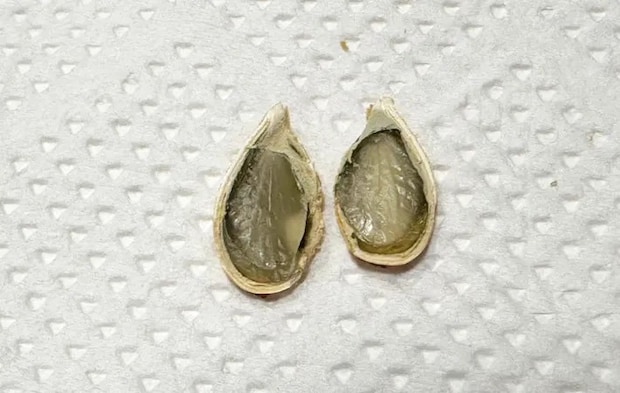 『カボチャの種スナック』の完成写真（撮影：エニママ）