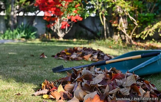 落ち葉の写真