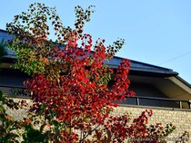 隣家から伸びてきた枝、もう我慢しなくていい？　弁護士が教える合法的に切るための3ステップ