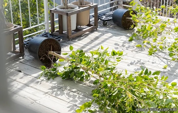 植木が倒れている写真