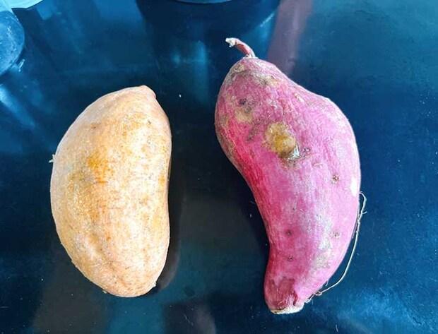 サツマイモの写真（撮影：grape編集部）