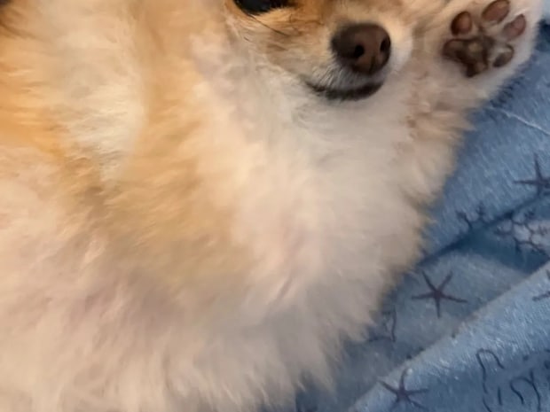 頭をなでると…「触んなよ!髪型乱れたじゃん!」 まさかの表情に「たまらなくかわいい」