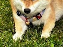 飼い主に説得される犬　「そろそろ歩こうか」と言われたワケに「笑った」「意志が固い」