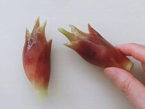 ミョウガを保存するなら…　JAの方法に「真似する」「ずっとやる」【保存のコツ4選】