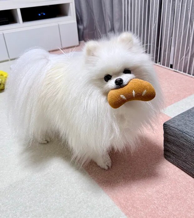 オモチャをくわえる犬の写真