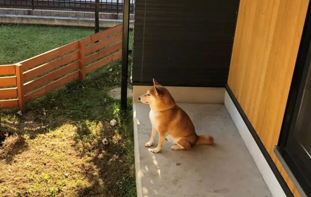 外でおすわりをする柴犬