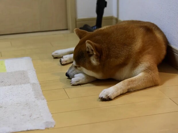 帰宅の音にすぐ反応！　柴犬のお出迎えに「こんな愛ある？」「一瞬で笑顔」【犬との絆4選】