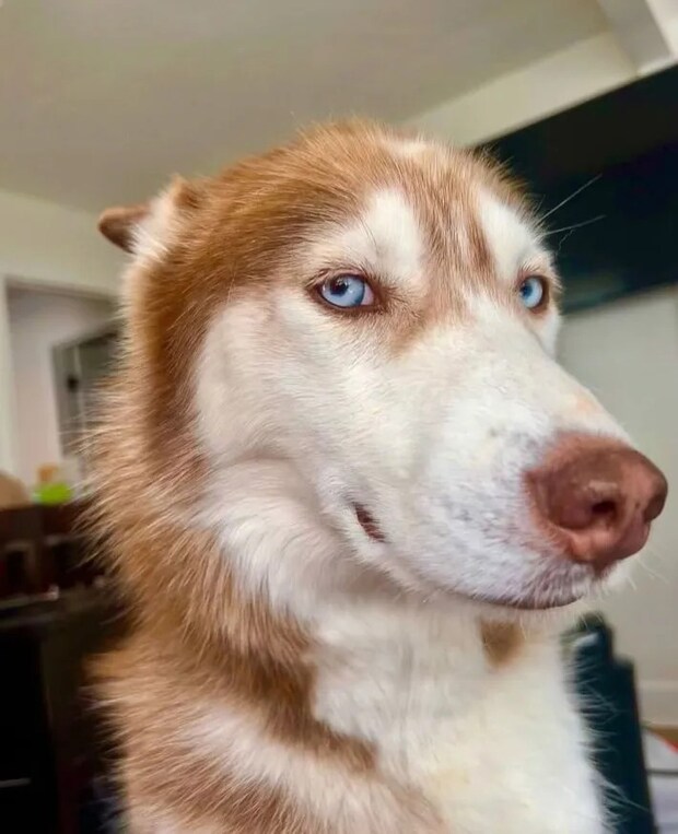 ハスキーの写真