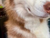 遊んでいたらボールがソファの下に転がってしまい？　ハスキーの『表情』に「横目で爆笑した！」