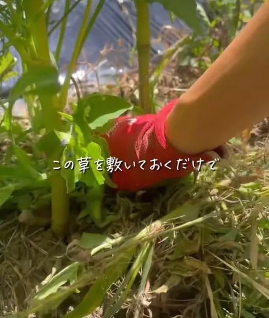 雑草を被せる様子