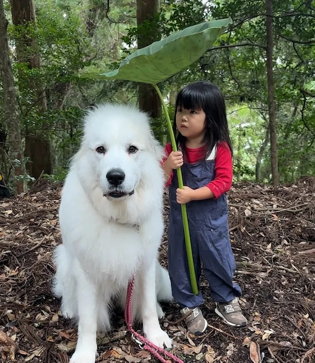 犬と女の子の写真