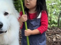 あまりの可愛さに「心が浄化された」　相合い傘をする超大型犬と3歳娘に、キュン！