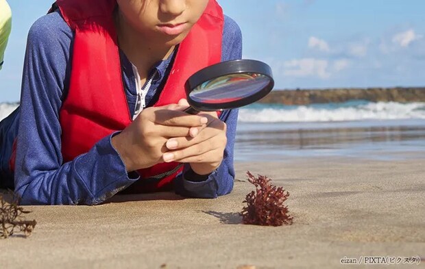 砂浜で観察する少年