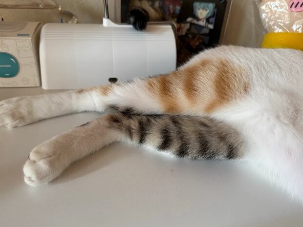 「ずっと見ていられる」と11万いいね　三毛猫が履き間違えた『色違い靴下』がこちら