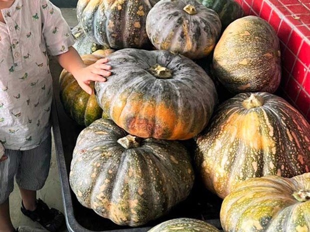 マレーシアの市場で売られる大きなカボチャ（撮影：grape編集部）