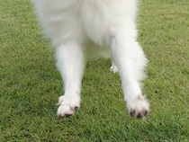 ドッグランで遊ぶ犬　走っていたら『フワフワ毛』がなびいて…？「怪獣ジャミラすぎる」