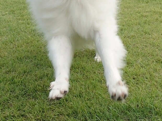 ドッグランで遊ぶ犬　走っていたら『フワフワ毛』がなびいて…？「怪獣ジャミラすぎる」