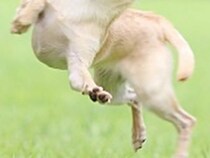 チワワを写した『奇跡の一枚』　友達に会うとテンションが上がってしまい…？