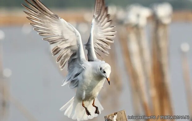 羽ばたいている鳥の写真