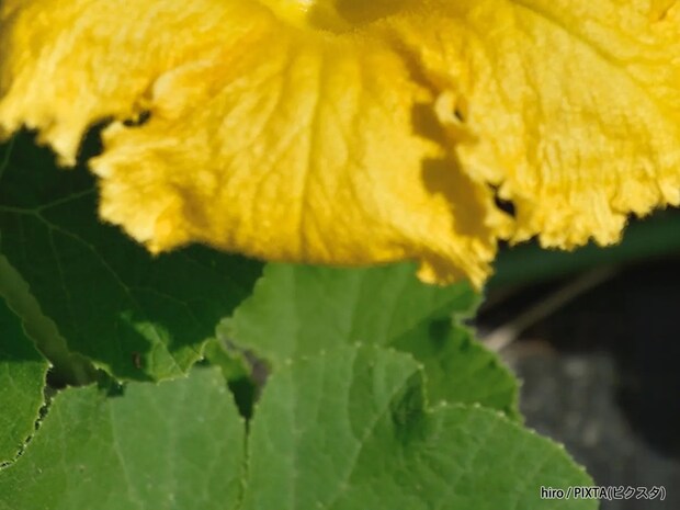 「こんなにきれいなの？」「花束にしたい」　美しい花を咲かせる野菜3選