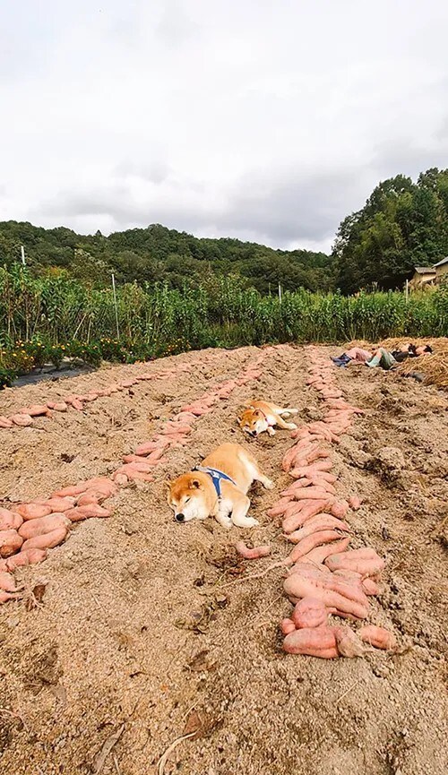 柴犬が畑で寝ている画像