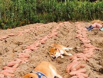 芋掘りを手伝った柴犬　その後…？「笑った」「コンテストで優勝しそう」