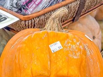 ハロウィンにピッタリ！　スーパーで売られていた『1万円超えのカボチャ』、形が？
