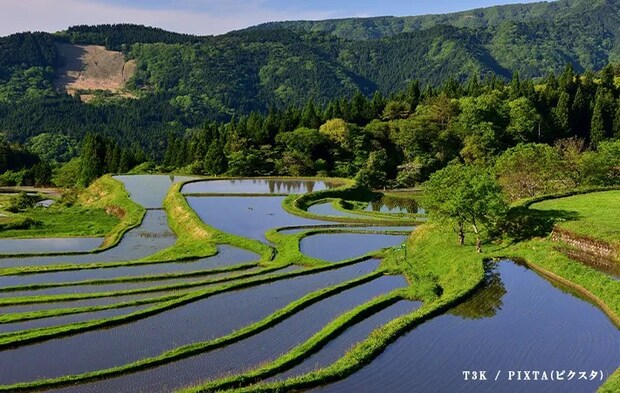 棚田の写真