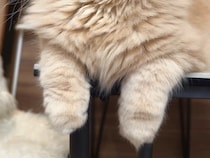 猫カフェ帰りの飼い主を無視する愛猫　まさかの表情に「分かりやすいな」「愛おしすぎる」