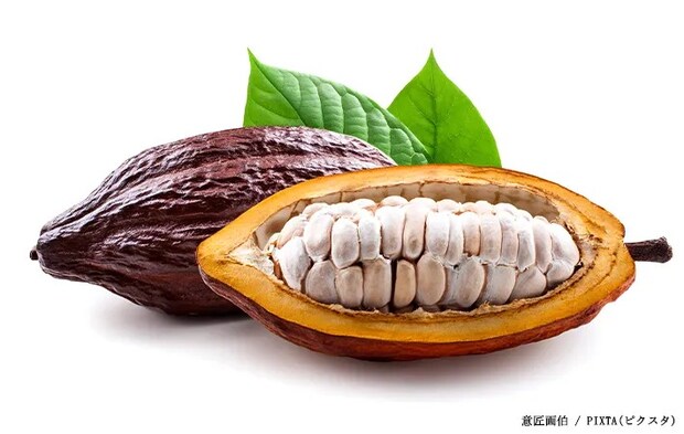 カカオの写真