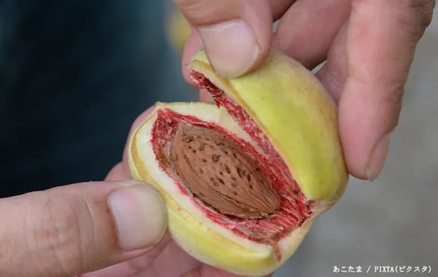 アーモンドの実の写真