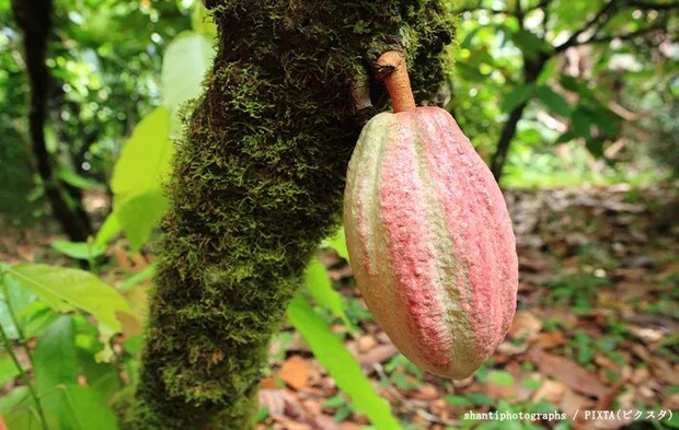 カカオの写真