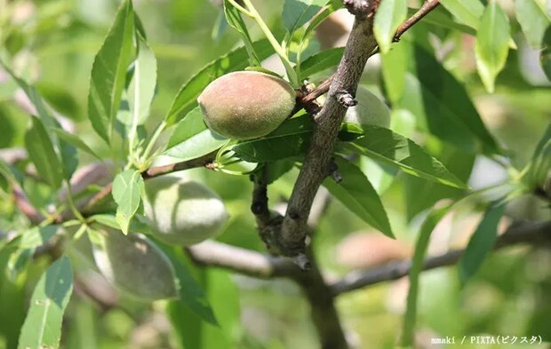 アーモンドの実の写真