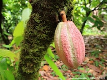 スーパーで買える身近な食材　まさかの『育ち方』に「そんな姿をしていたのか」「すごい見た目…」