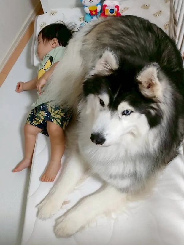 犬と子供の写真