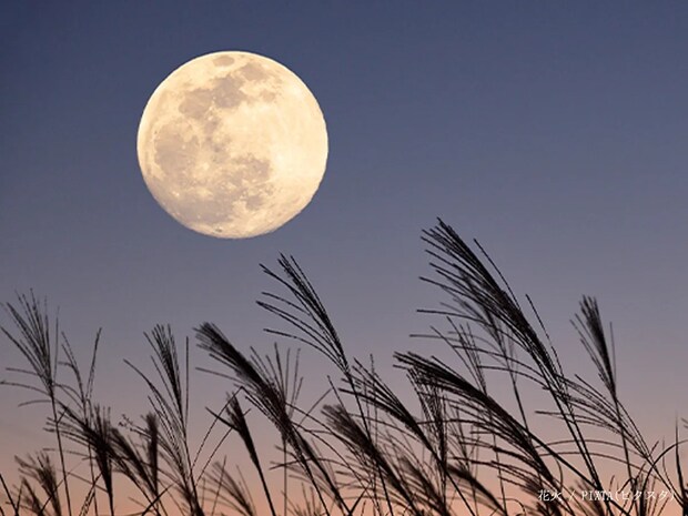 2025年の“特大満月”を見逃すな! 11月5日は『ビーバームーン』をチェック!