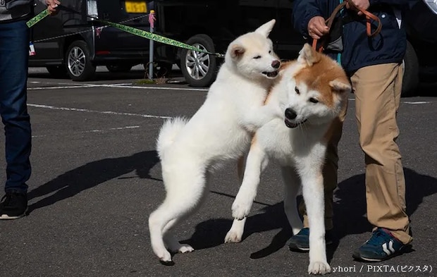 2匹の犬と飼い主の写真