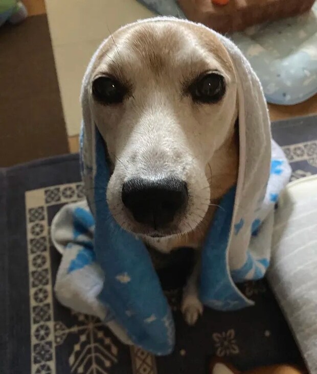 おでこがハートの形に見える雑種犬の写真