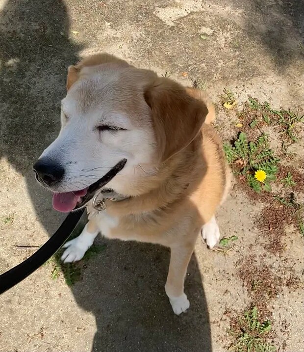 日光を浴びる雑種犬の写真